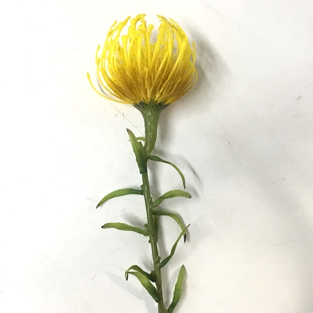 FLOWER, Curly Leucospermum - Yellow